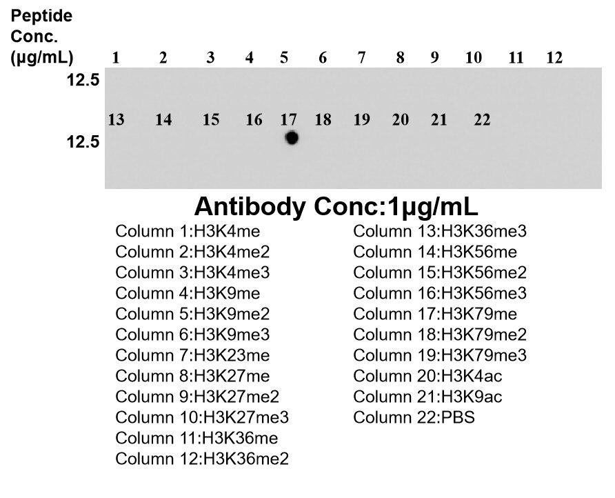 Dot Blot experiment of / using Mono-Methyl-Histone H3 (Lys79) Recombinant monoclo (86732-2-RR)